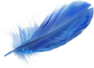 blue feather isolated on transparent background
