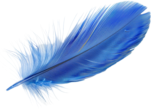 blue feather isolated on transparent background