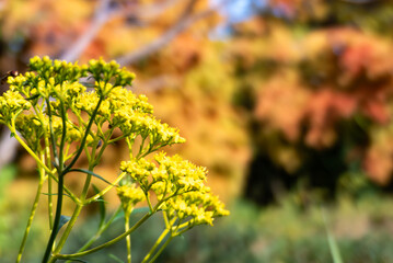 11月の公園　鮮やかな黃色のオミナエシ　紅葉の背景