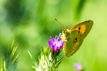 Clouded Yellow, Colias croceus, butterfly on pink flower in Albania