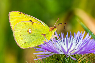 Clouded Yellow, Colias croceus, butterfly on pink flower in Albania