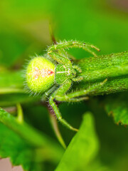  Crab Spider, Heriaeus hirtus, Green Crab Spider in Albania