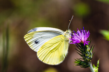Large White, Pieris brassicae, butterfly on pink flower