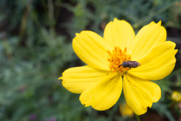 キバナコスモスにとまるハナアブキンバエ
