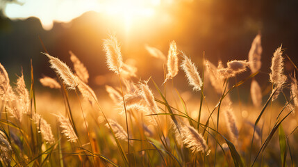 closeup beauty of Wild Grass in the Forest wild scenery vintage nature sunlight on a background
