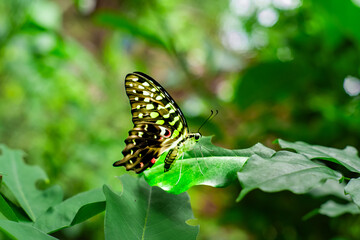 Butterflies perch on fresh green leaves
