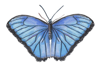 Blue butterfly Hand painted animal illustration Png clipart with transparent background Nursery educational wild life Original handdrawn design