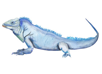 Blue iguana Hand painted animal illustration Png clipart with transparent background Nursery educational wild life Original hand drawn design