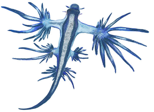 Glaucus Atlanticus Blue hand painted ocean animal illustration Png clipart with transparent background Nursery educational wild life Original hand drawn design