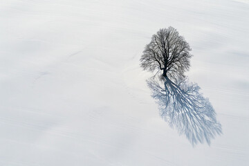Aerial view of an isolated tree standing alone in a vast, snow-covered field. Emphasize the stark contrast between the dark tree and the white landscape.