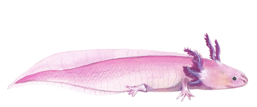 Pink axolot Hand painted animal illustration Png clipart with transparent background Nursery educational wild life Original handdrawn design