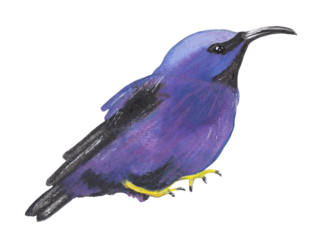 Purple honeycreeper bird Hand painted animal illustration Png clipart with transparent background Nursery educational wild life Original handdrawn design