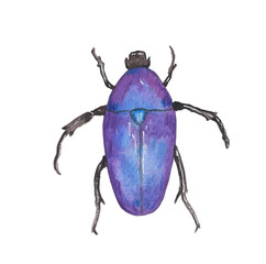 Purple Jewel Beetle Bug Hand painted animal illustration Png clipart with transparent background...