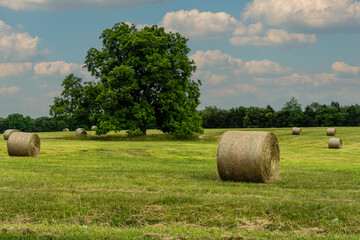 Fresh cut hay bales in a field with tree