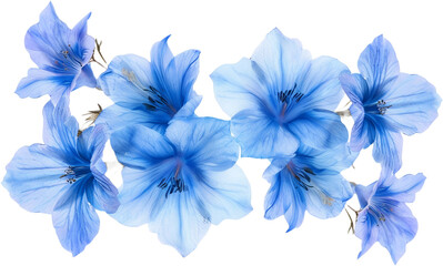 blue flowers top view isolated on transparent background