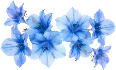 blue flowers top view isolated on transparent background