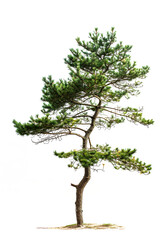 Pine  tree isolated on white back ground 