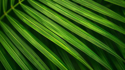 Obraz premium Striped of palm leaf, Abstract green texture background.