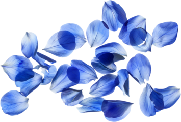 blue petals isolated on transparent background