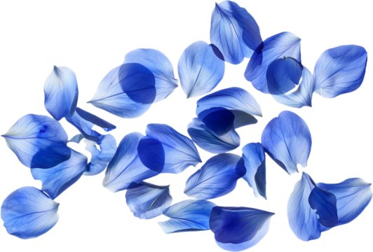 blue petals isolated on transparent background