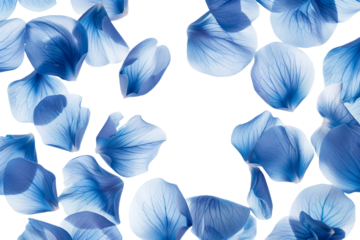 blue petals isolated on transparent background
