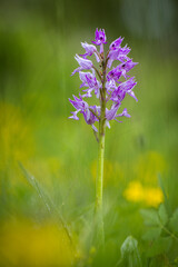 Blüte des Helm-knabenkraut (orchis militaris)