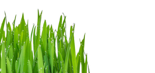 Wheatgrass with Water Drops for juicing isolated on white background. Grow biological wheat seeds