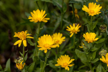 Yellow calendula flowers in the garden