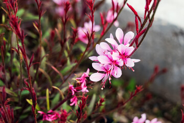 Pink gaura flowers Oenothera lindheimeri known as Lindheimer's beeblossom and Indian feather