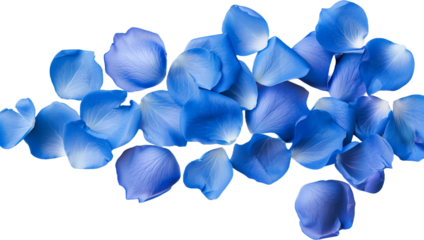 blue rose petals isolated on transparent background