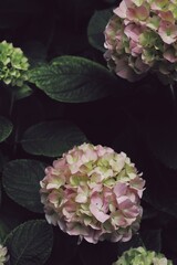 pink and white hydrangea