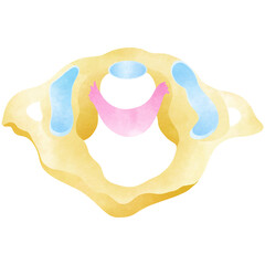 The structure of the first cervical vertebrae or C1