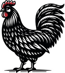 rooster isolated on white background