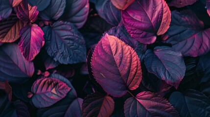 autumn leaves background.