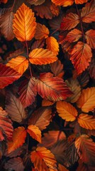 Fototapeta premium autumn leaves background.