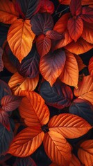 Fototapeta premium autumn leaves background.