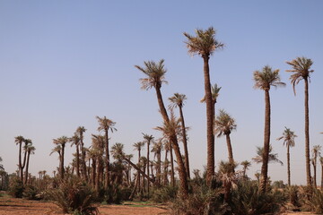 Fototapeta premium El Palmeral de Marruecos
