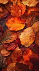 Fototapeta premium autumn leaves background.