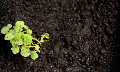 Lush green sprout emerging from the nutrient-rich black soil, symbolizing growth and new beginnings