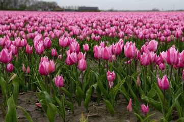 Tulip fields in April. Spring in the Netherlands, the famous Dutch tulip fields. Fuchsia pink...