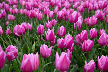 Tulip fields in April. Spring in the Netherlands, the famous Dutch tulip fields. Fuchsia pink tulips.