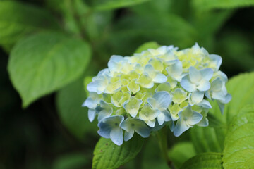 日本の梅雨の時期に咲く初夏の花紫陽花
