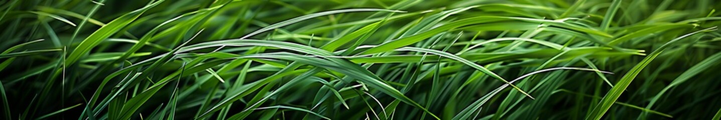 greens grass background.