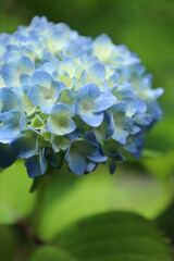 雨季の時期に咲く花の代表が紫陽花