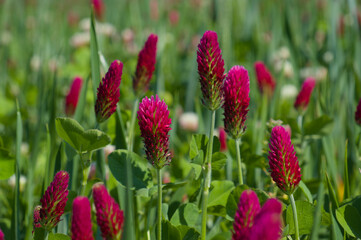 Rosenklee / Blutklee / Inkarnat-Klee (lat.: Trifolium incarnatum)