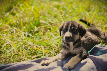 Cachorro negro estirado en el pasto