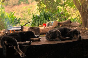 Cachorros blanco y gris descansano en mesa de madera