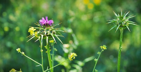 Primer plano de un cardo violeta y verde