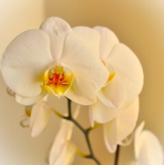 Primer plano de orqu&iacute;dea blanca