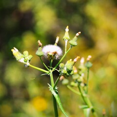 Diente de le&oacute;n primer plano